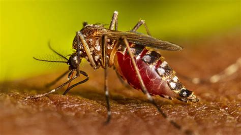 In a first, Oregon officials find mosquito that can transmit  .